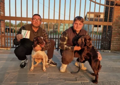 cocker e springer in addestramento