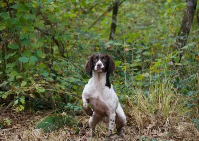 springer spaniel Lemmy durante la coppa di francia