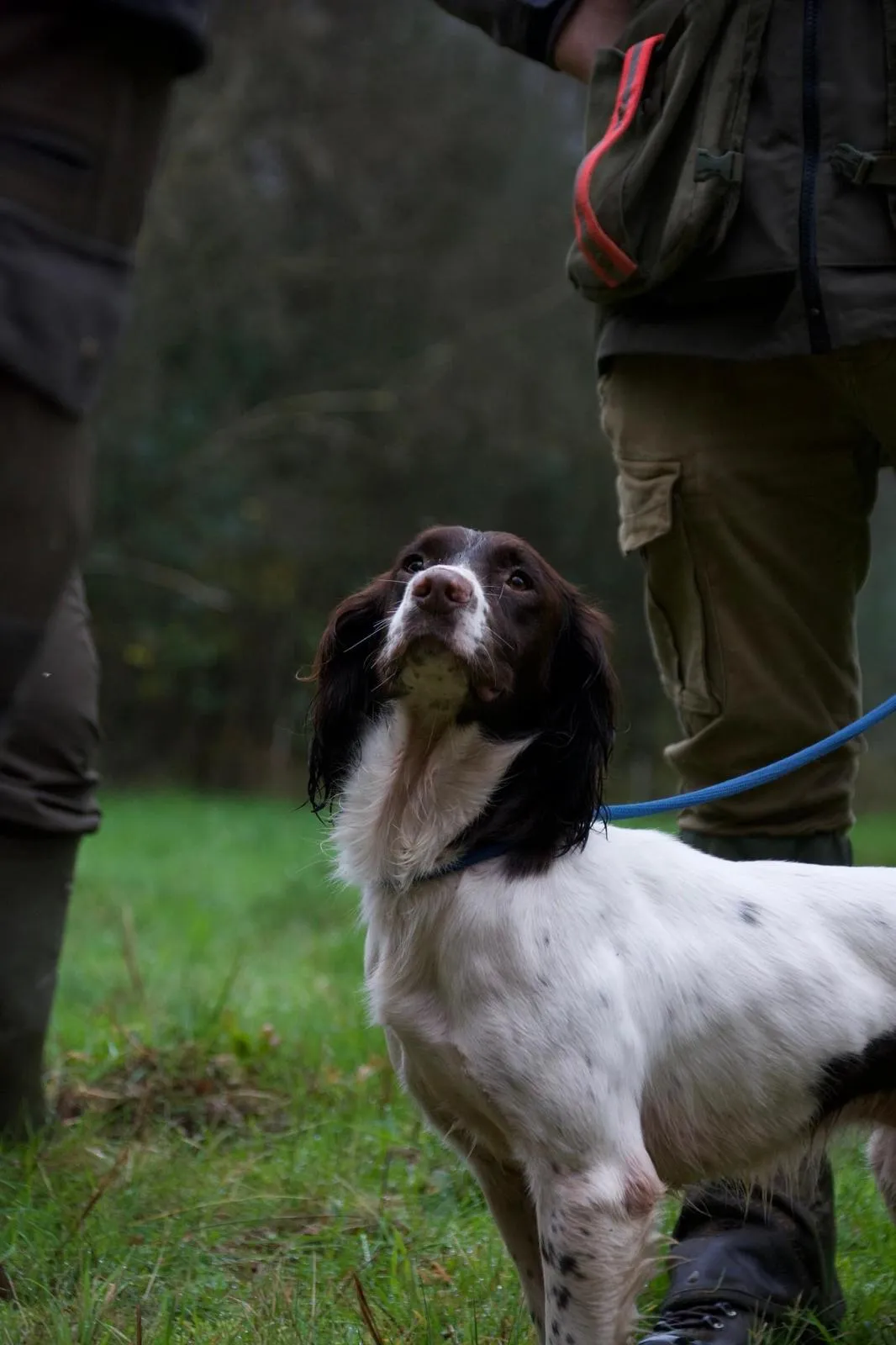 partecipazione alla coppa di francia Springer Spaniel