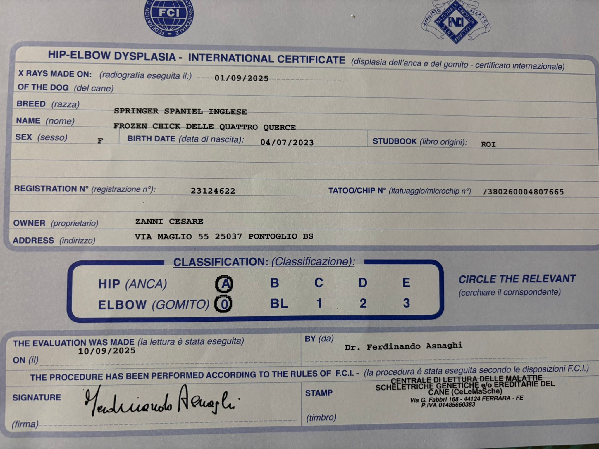 Certificato Frozen pedigree frozen chick