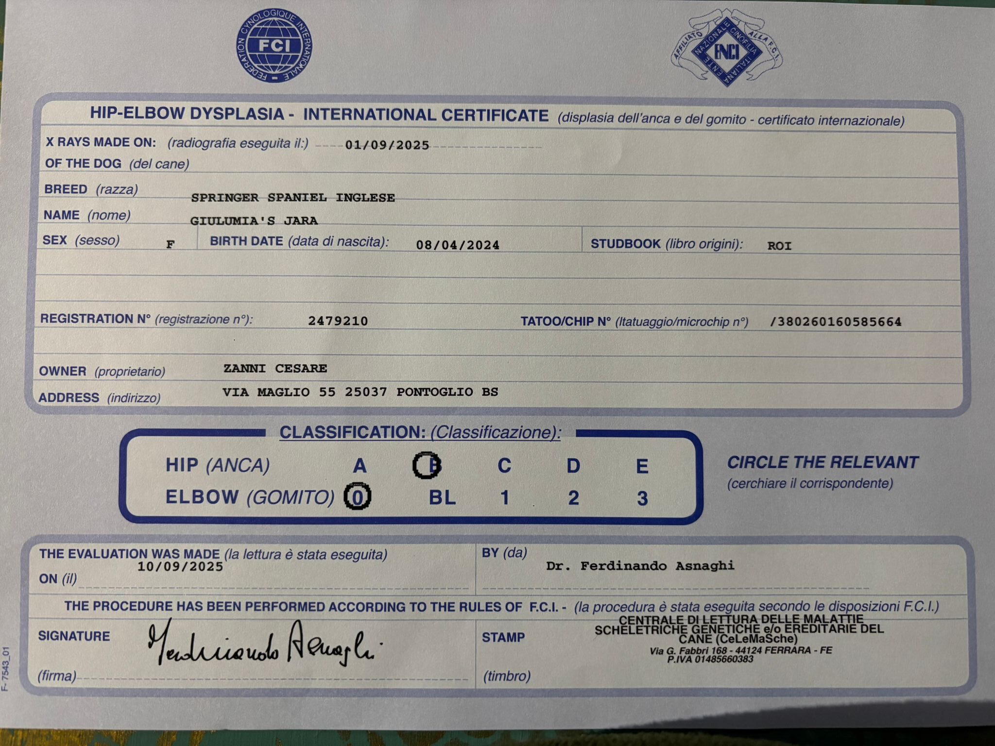 Certificato Jara pedigree giulumia's jara