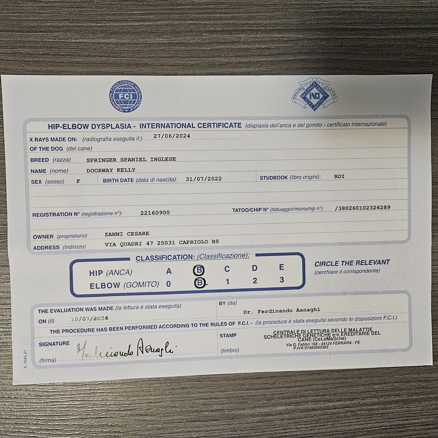 Certificato Kelly pedigree dorway kelly